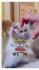 Adorable Cat Compilation 🐱