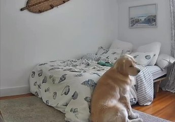 Dog Rolls off Bed and Tumbles to Floor