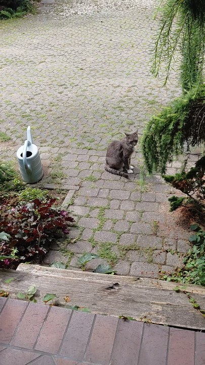 Funny Cat Alarm Clock: 7AM Meow Wake-Up! ⏰😻 #cats #funnyanimals