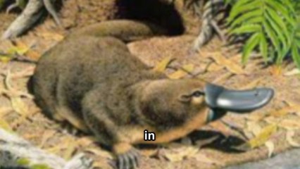 The Platypus - Nature’s Strangest Animal !