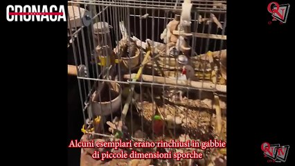 TORINO – Sequestrati diversi animali tenuti in pessime condizioni in un appartamento