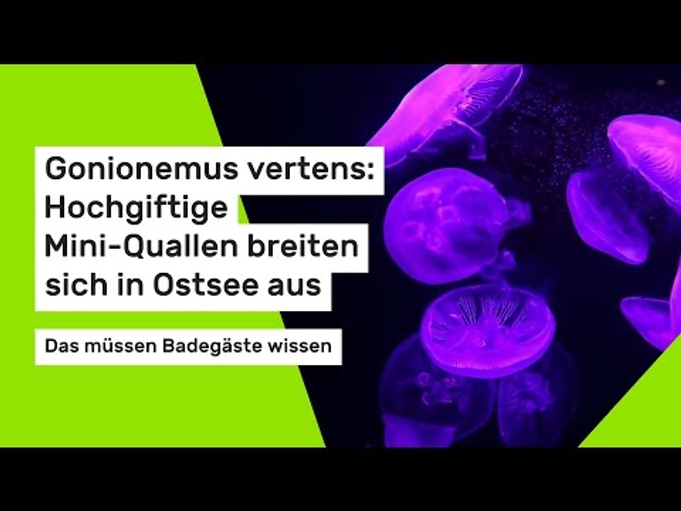 Gonionemus vertens: Giftige Mini-Quallen breiten sich in Ostsee aus - das müssen Badegäste wissen