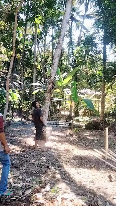 tebang pohon kelapa