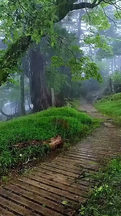 Nature view