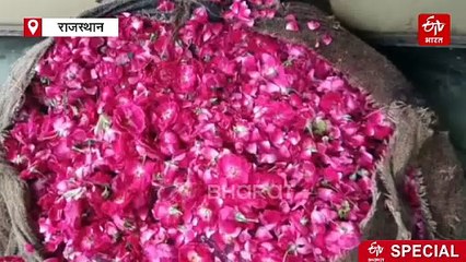 देश में बिखर रही अजमेर के फूलों की महक, सालाना होता है 200 से 250 करोड़ का कारोबार