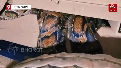 VIDEO; बहराइच में यात्रियों से भरी बस में मिला अजगर, चेसिस में लिपटा हुआ था; 2 घंटे चला रेस्क्यू ऑपरेशन, जंगल में छोड़ा