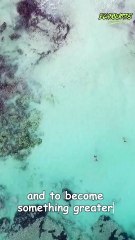 You cannot swim for new horizons until you have courage to lose sight of the shore #echoquotes#viral