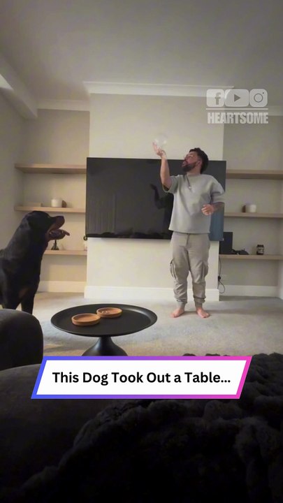 Dog Chases Bubble… And DESTROYS a Table Mid-Flight! 😂