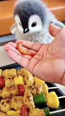 The baby penguin is eating so deliciously! I can't stop eating