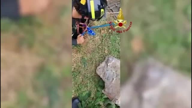 Piacenza, il gatto finisce nel pozzo e viene salvato dai vigili del fuoco