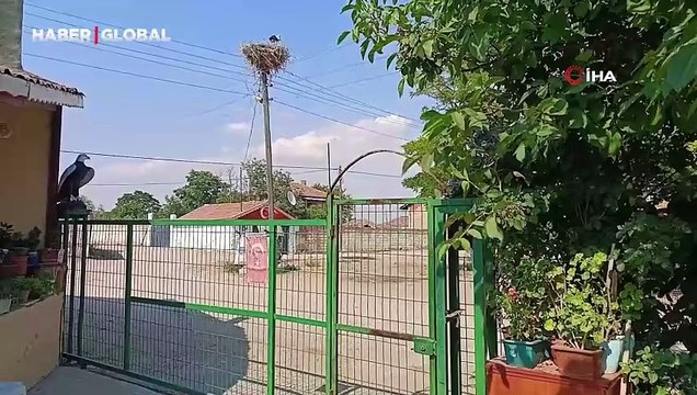 Yuvadan düşüp kanadı kırılan leyleğe sahip çıktı