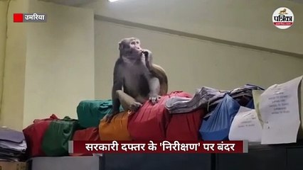 सरकारी दफ्तर के 'निरीक्षण' पर बंदर, फाइलों को पलट-पलट कर देखा..