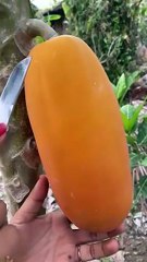 Viral papaya #papaya