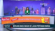 Geger! Beruang Madu Muncul di Lahan Pertanian Warga di Tanah Datar | KOMPAS MALAM