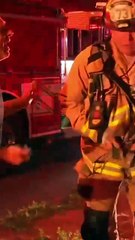 Wildfire Aftermath: What Happens to the Animals?