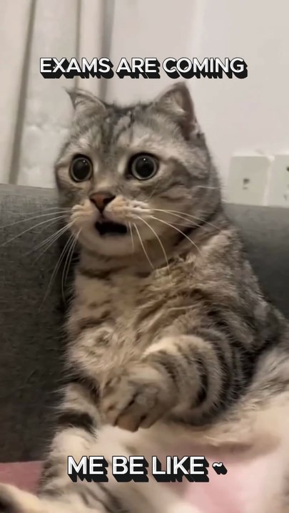 Funny Cat Meme