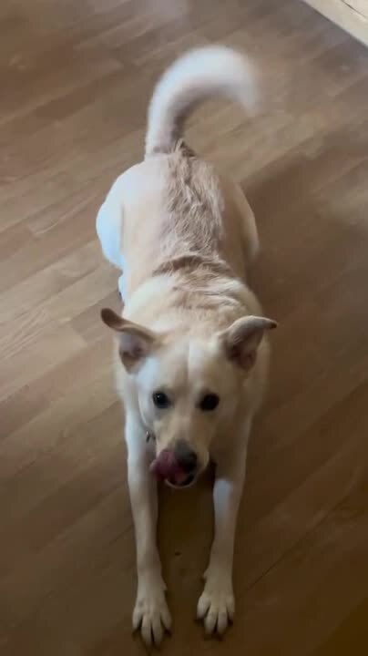 Dog Obeys Each Command Patiently to Get Food From Person