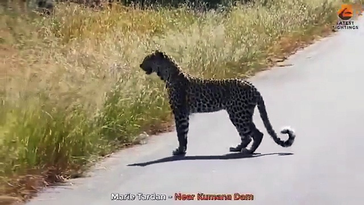 🐆👀 As-tu déjà vu ça ? Un léopard sur ses pattes arrière, droit comme un humain, scrutant l’horizon comme s’il évaluait la savane 🌾🧐 Une posture rare, étonnante… presque trop humaine pour un félin sauvage !