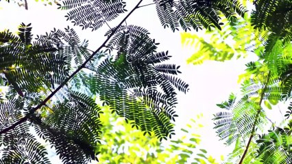 Ambiance Énergisante & Détente Mentale 4K Musique Relaxante - Stop Stress