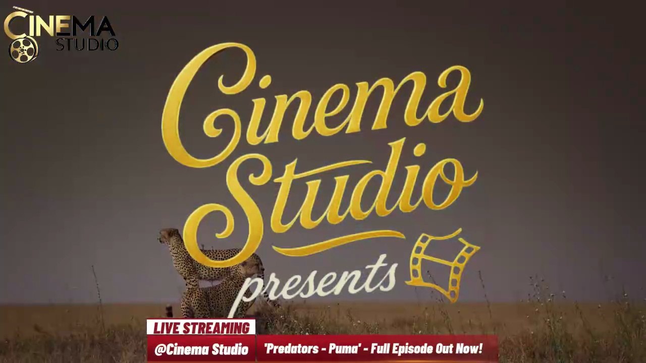 PREDATORS - Season 1 | Episode 3 - PUMA | Ghost of the Andes! | Hindi Dubbed Documentary | Exclusive on Cinema Studio! | #cinemastudio #Predators #PumaDocumentary #Wildlife #HindiDubbed #CinemaStudio #GhostOfAndes #BigCats #NatureDocumentary #AnimalSurviv