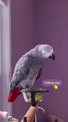 funniest parrot ever – you’ll cry laughing! 😂