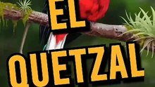 El Ave Quetzal: Símbolo de Belleza y Libertad en Mesoamérica