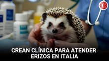 Crean clínica de erizos en Italia