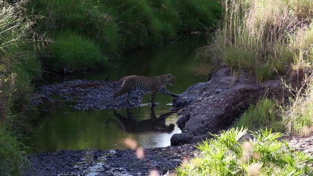 Os animais mais fofos do mundo n•74
