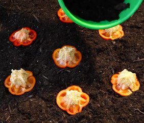 Garden Goals? These Clever Ideas Have You Covered!
