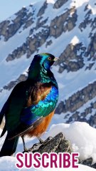 All video about birds life and hunting birds etc