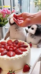 Cute! The baby penguin keeps eating delicious food, and his bulging belly is so healing