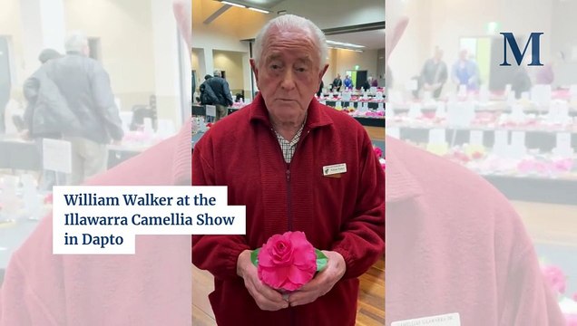 Illawarra Camellia Show | July 20, 2025 | Illawarra Mercury