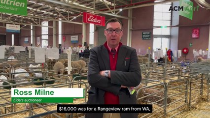 Good result at ASWS Merino ram sale despite tough conditions