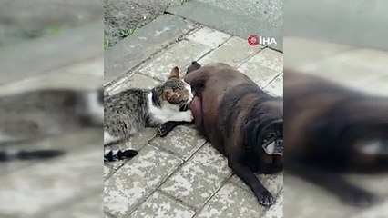Erzurum'da sokak ortasında şaşırtan görüntü!