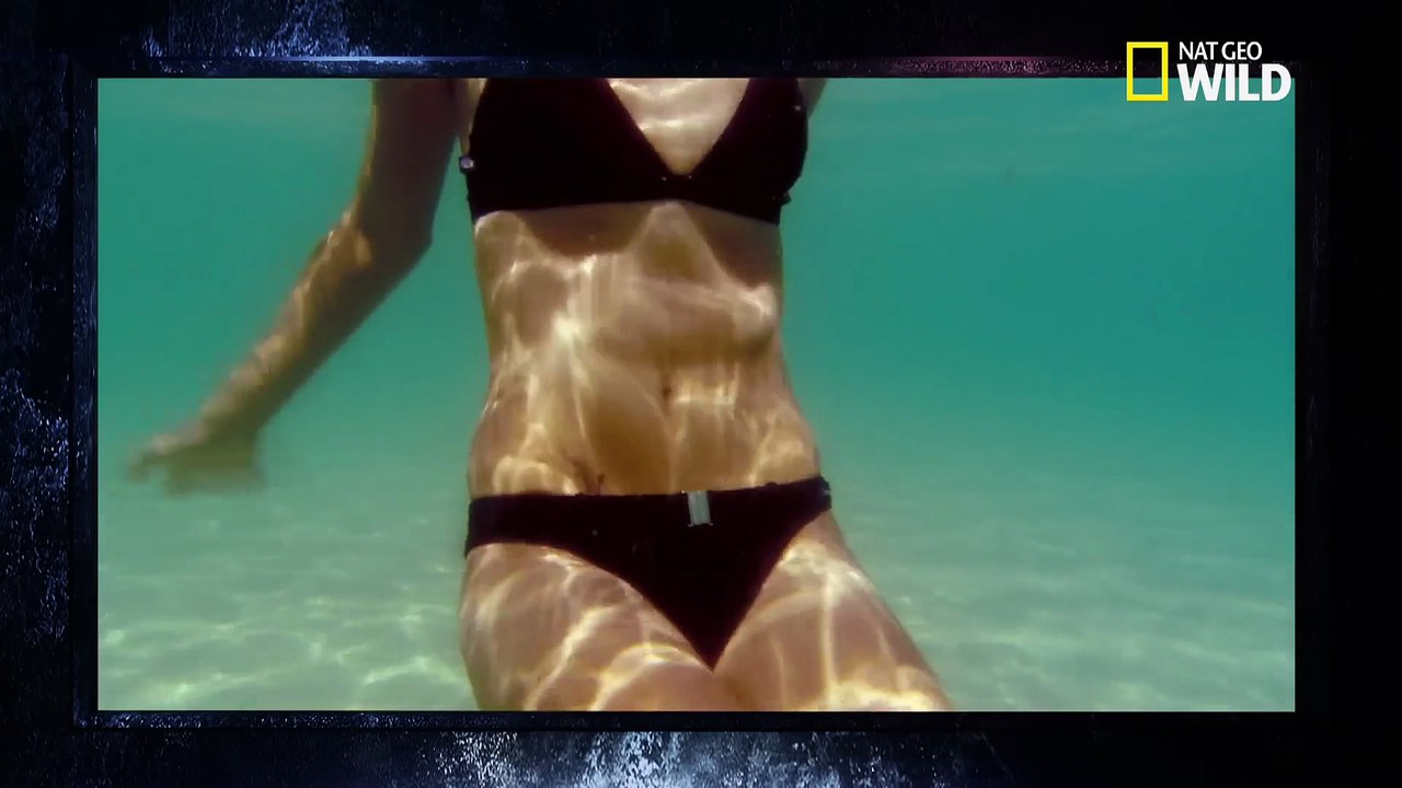 Animaux : La Méduse-Boîte (Type de Méduse)