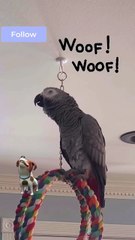 this parrot is hilarious! you’ll laugh out loud 🤣