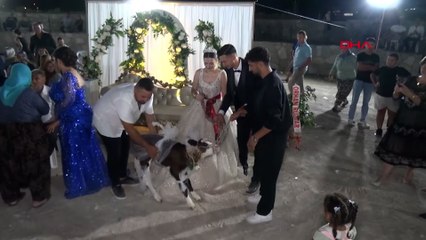 Çanakkale’de gelin ve damada buzağı hediye edildi