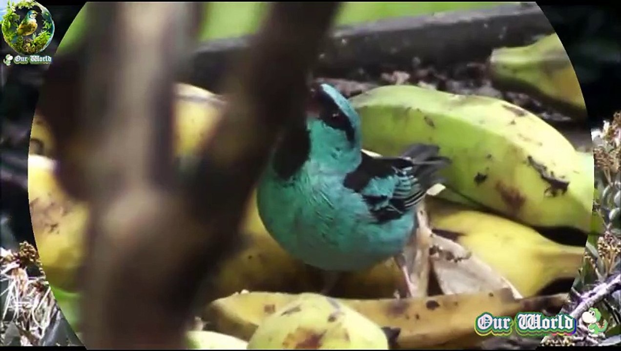 Blue Dacnis - Turquoise Honeycreeper - Dacnis cayana