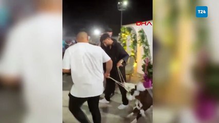 Çanakkale’de gelin ve damada buzağı hediye edildi