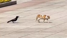 cat vs crow can’t stop laughing