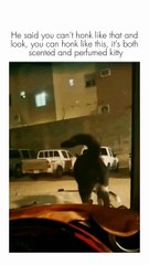 cat peeing on the windshield hahahaha