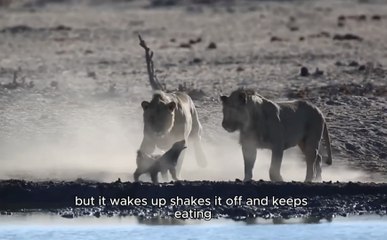 Honey Badger VS 3 Lions – Nature’s Most Fearless Animal