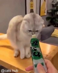 Chats Qui Dorment dans des Positions Impossibles_1749885562