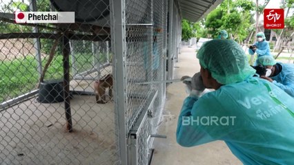Sunbears To Elephants: Life At A Thai Wildlife Hospital