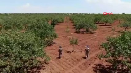 Antep fıstığında hırsızlığa karşı jandarmadan önlem