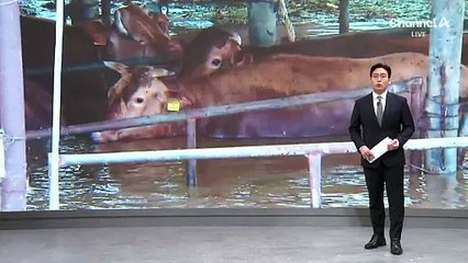 물 밖으로 고개만 내민 소…축산농가 ‘비명’