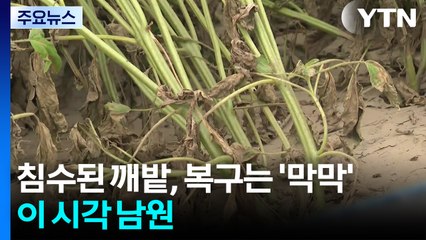 침수된 깨밭, 복구는 '막막'...이 시각 남원 / YTN