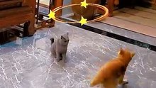 funny dog and cat compilation  guaranteed laughter