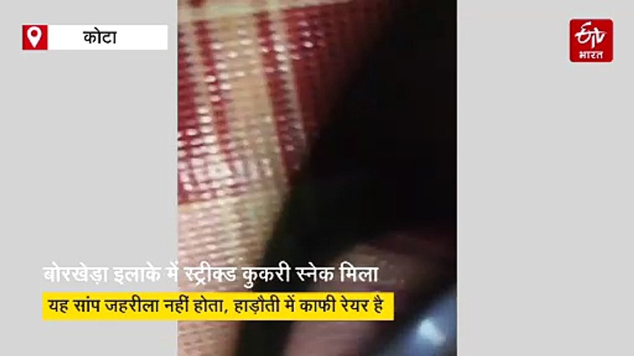 कोटा में मिला दुर्लभ 'धारीदार कुकरी' सांप, विशे...