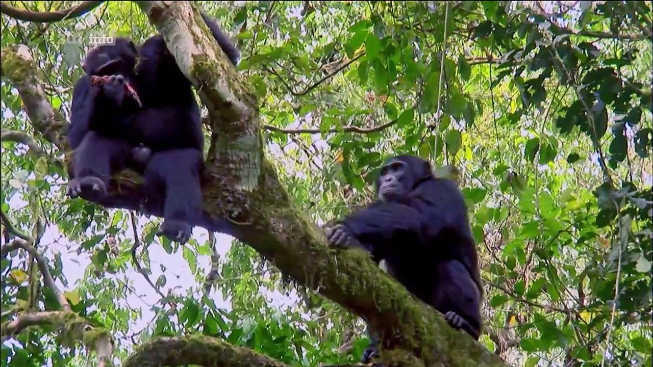 Warum wir hassen (1); Ursprung